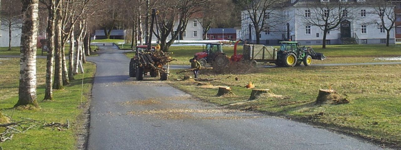 Bilete viser trehogs i ein alle. Det står ein traktor på vegen som er opplasta med tømmer.